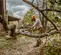 Orange, gray and black STIHL Chainsaw, 20 in., Gas Powered