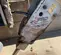 2019 FURUKAWA K-KF9FSP Attachment