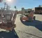 2013 JLG E450AJ Articulating Boom Lift