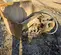 2015 STRICKLAND SVL-60" DX140 Attachment