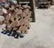2016 Americ CWH-24"SUI24CW Compaction Attachment