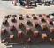 2018 Hamm 2336920 Drum Roller