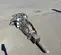 2016 FURUKAWA K-KF9FSP Attachment