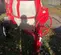 2022 Multiquip MC94PH8 Mixer
