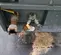 2017 Atlas Copco XAS440JD T4F Air Compressor
