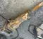 2014 Atlas Copco SB 452 Attachment