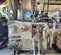 2018 BISOMAC BISO308-1000L Hoist