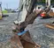 2017 Takeuchi TB280FR Excavator