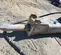 2019 Epiroc EC 135T Attachment